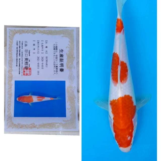 Kohaku 3 Step Import Taniguchi