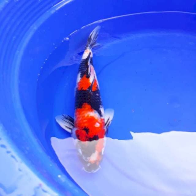 Showa hitam berani