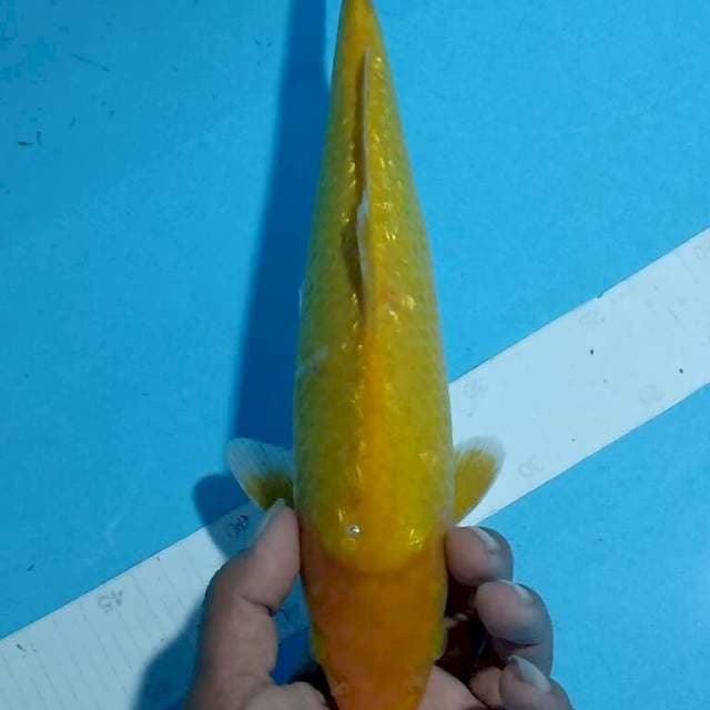 Ginrin 32cm