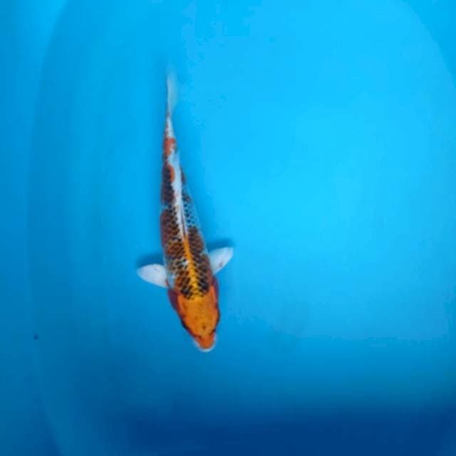 Kujaku 25cm