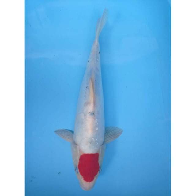 Tancho, 40 cm