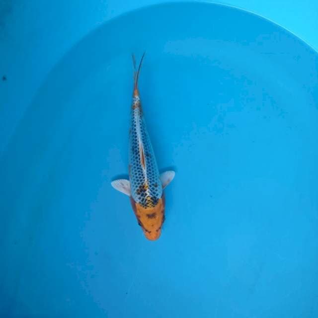 Kujaku 25cm