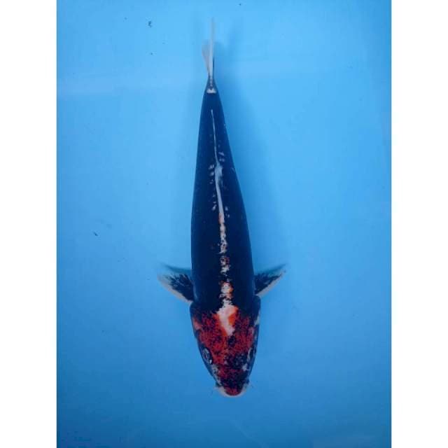 Beni Kumonryu, 33 cm