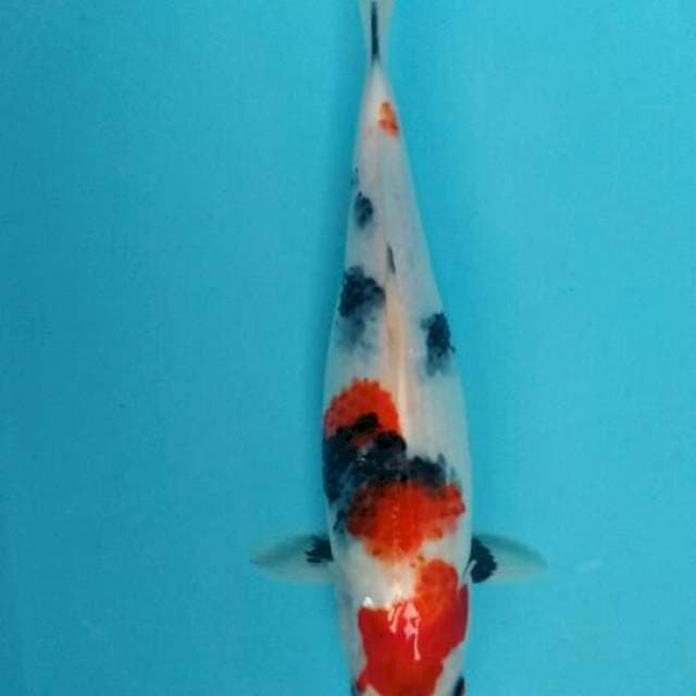 Showa tategoi 12