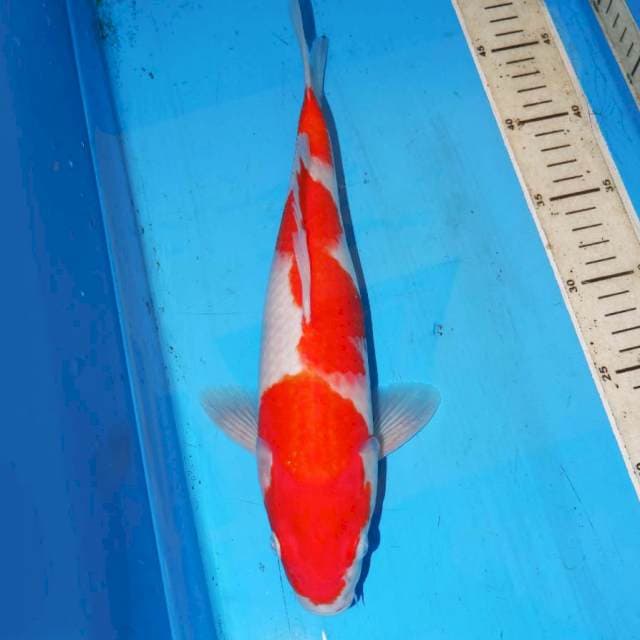 SANDAN KOHAKU 33cm