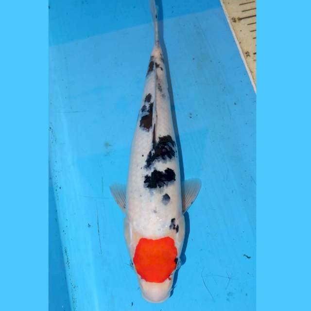 ORIGINAL TANCHO SANKE 33cm