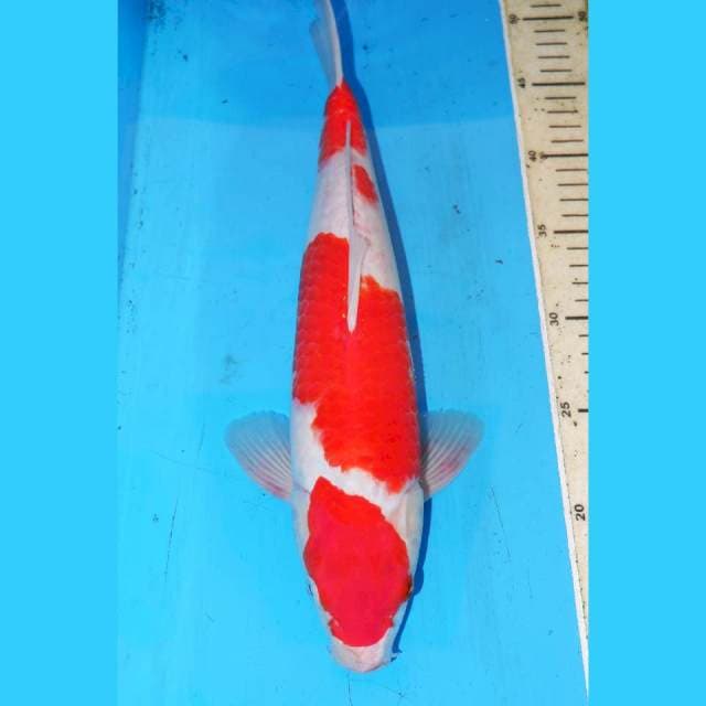 SANDAN KOHAKU 37cm