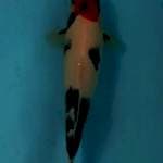 Tancho showa 25cm (original)