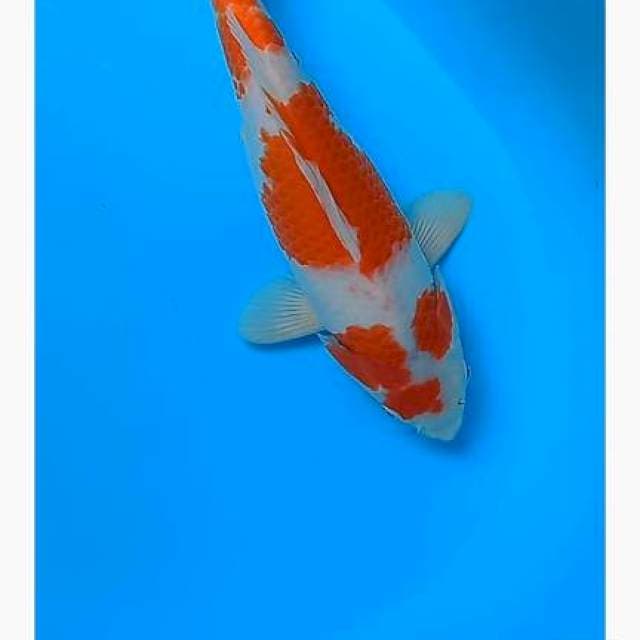 Kohaku punuk