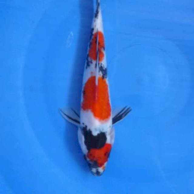 Showa 26Cm
