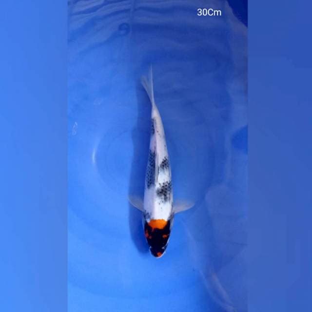 Tancho Showa 30Cm