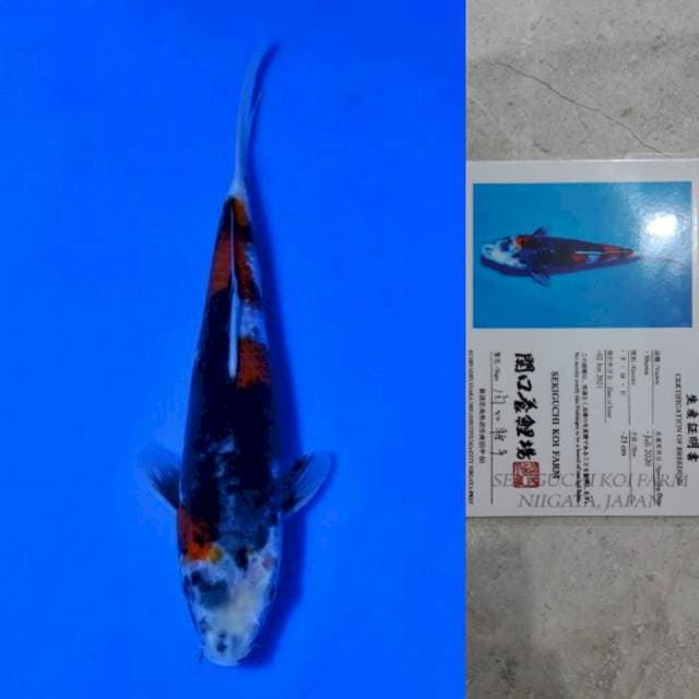 Sekiguchi Showa 23cm Certi