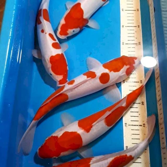 KOHAKU DOITSU 31-35 CM