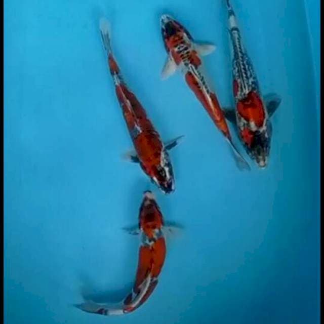 Benikikoryu