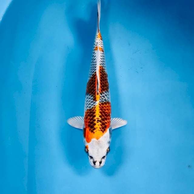 Kujaku, 25 cm