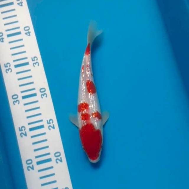 Kohaku Ginrin