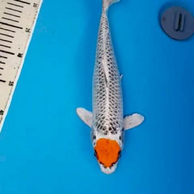 Tancho kujaku 33cm Fm