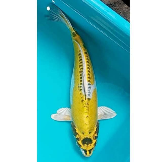 Yellow Kiko 33cm