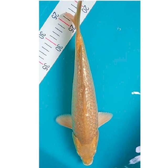 Karashi Ginrin Jantan 33cm