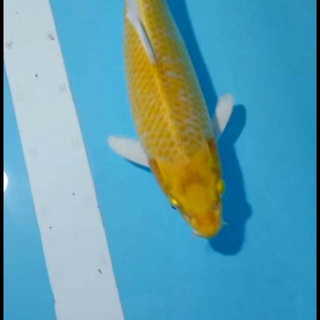 Yamabuki ogon