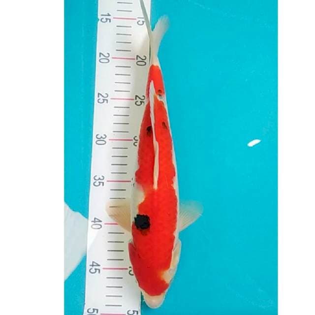 Sanke Strong 34cm