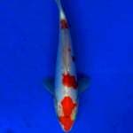 Doit kohaku 23 cm