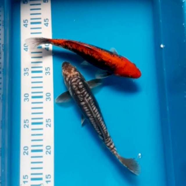 Duo Kumon 25-26 cm