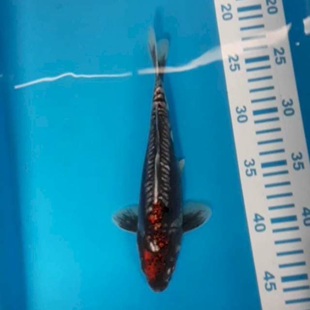 Beni kumon 22 cm