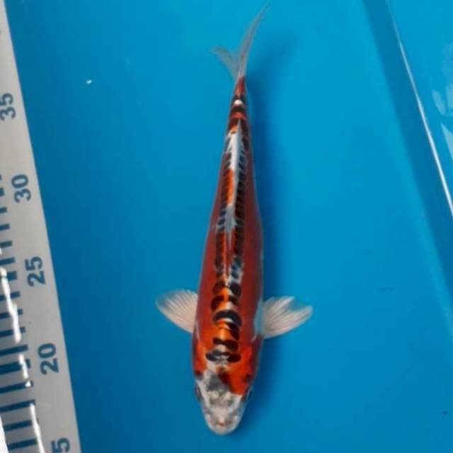 Kujaku Doit 23 cm