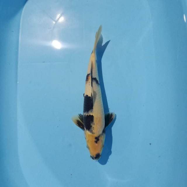 Shiro siip 30cm