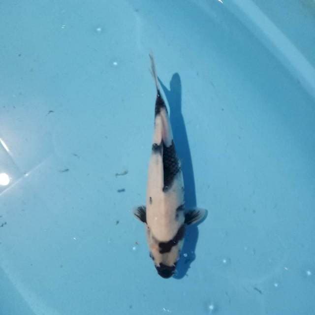 Shiro siip 25cm