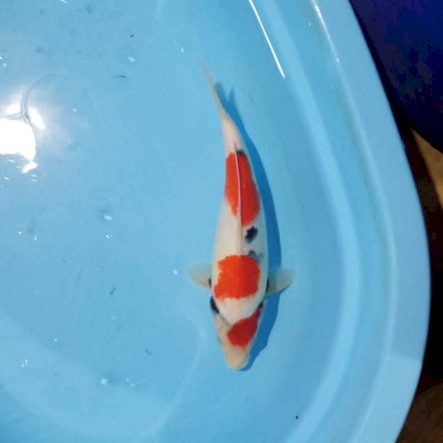 Showa tategoi siip 32cm