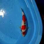 Showa tategoi siip 32cm
