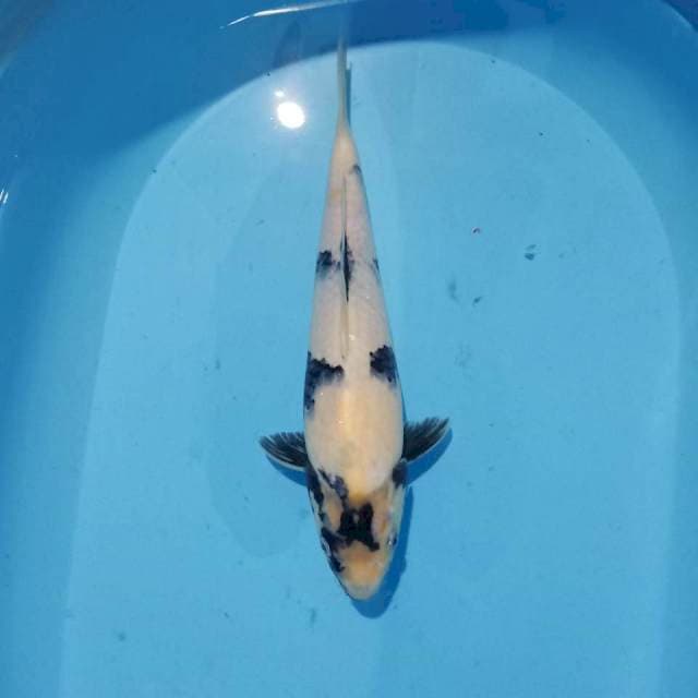 Shiro siip 34cm