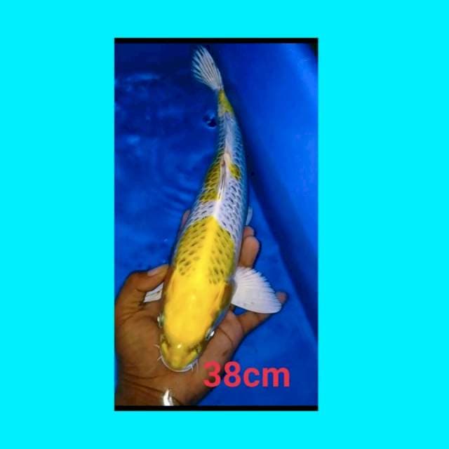 Hariwake 38cm ml