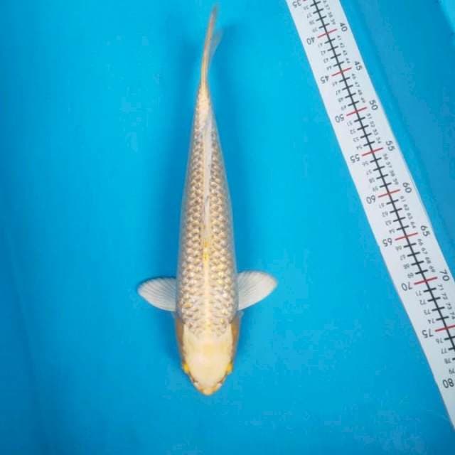 yamabuki ogon ginrin42cm male