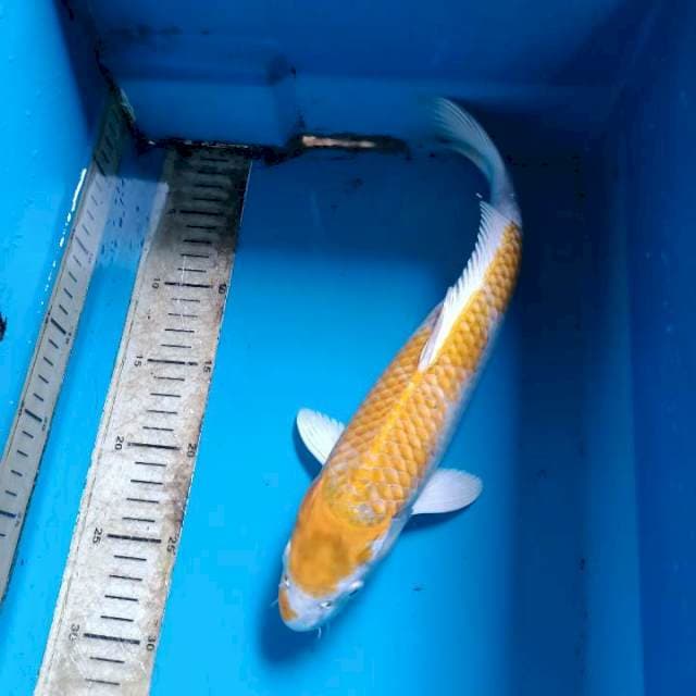 Hariwake 35cm