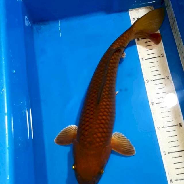 CHAGOI TEMBAGA RING GOOD 40 CM