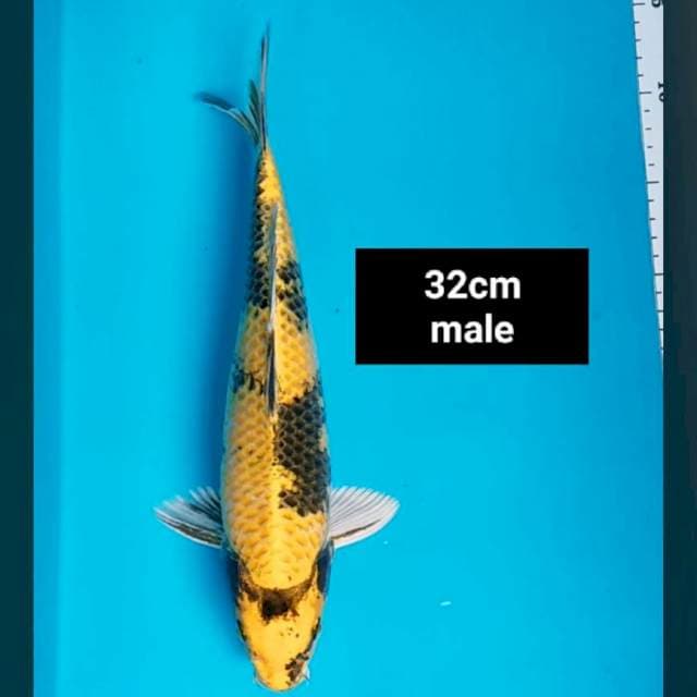Kin showa strong 32cm male
