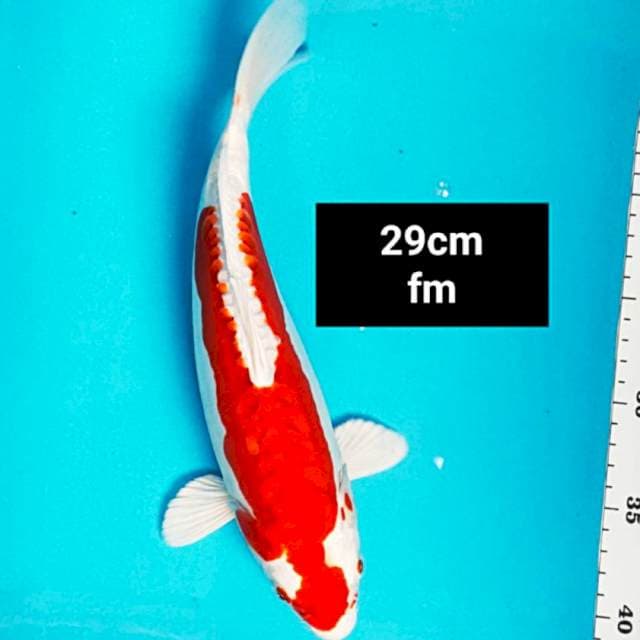Kohaku hikari jos 29cm 