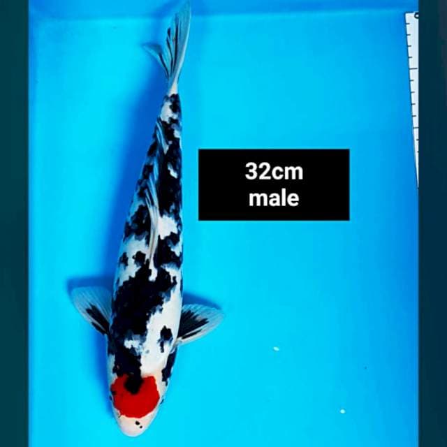 Tancho ori strong 32cm male