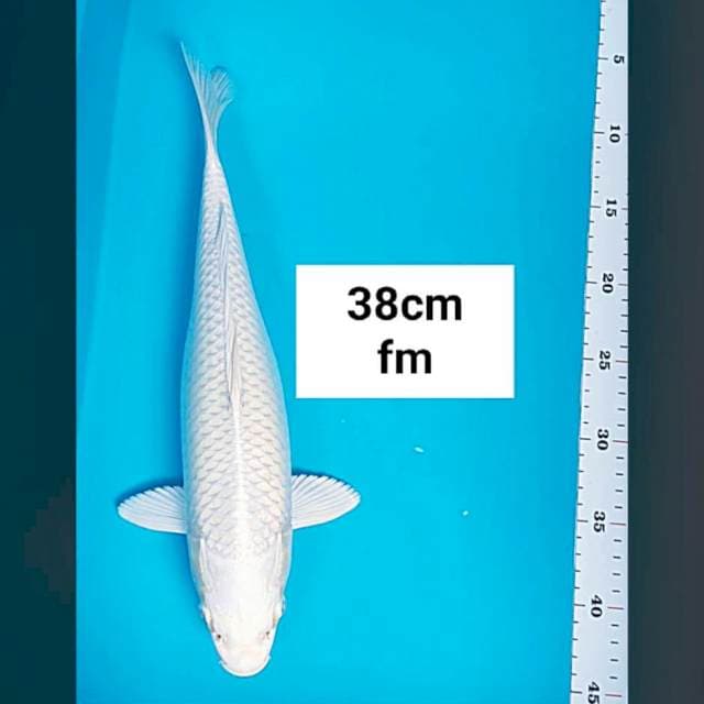 Platinum 38cm