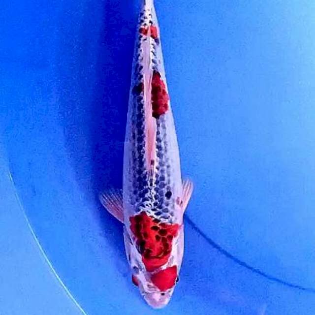 Goshiki 31 cm