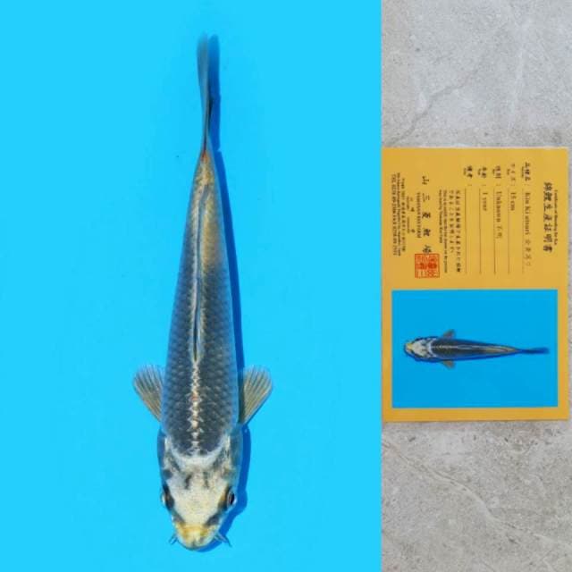 Yamasan Kin Ki Utsuri 15cm Certi