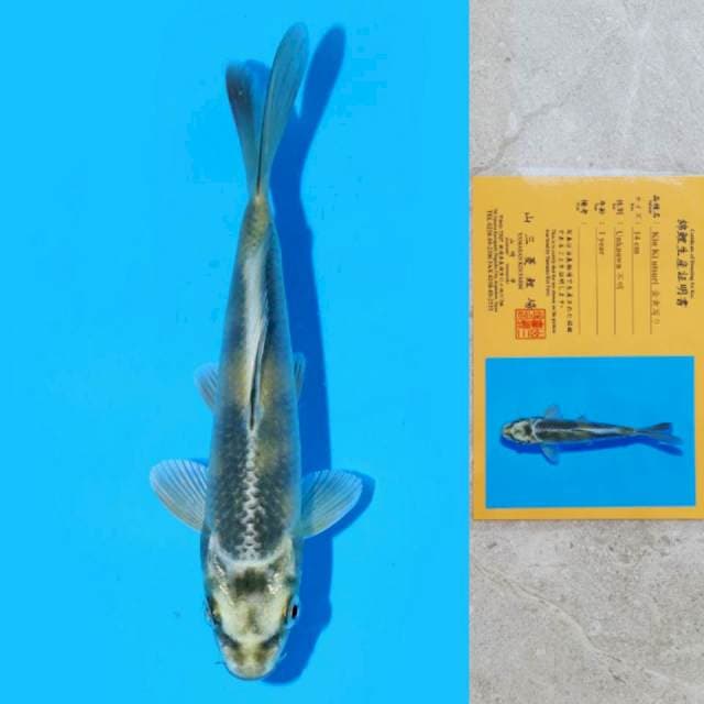 Yamasan Kin Ki Utsuri 15cm Certi