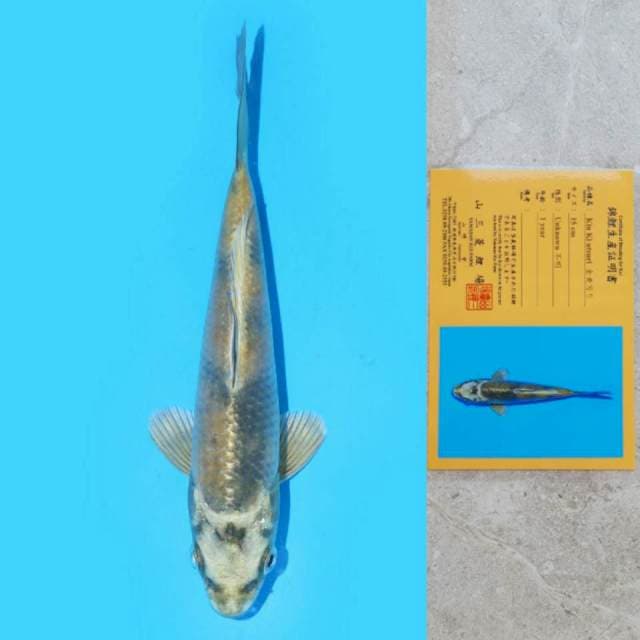Yamasan Kin Ki Utsuri 15cm Certi