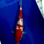 Kohaku ginrin 30cm