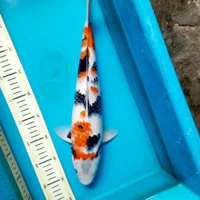 40cm bozhu showa male