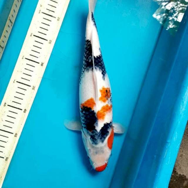 37cm showa female