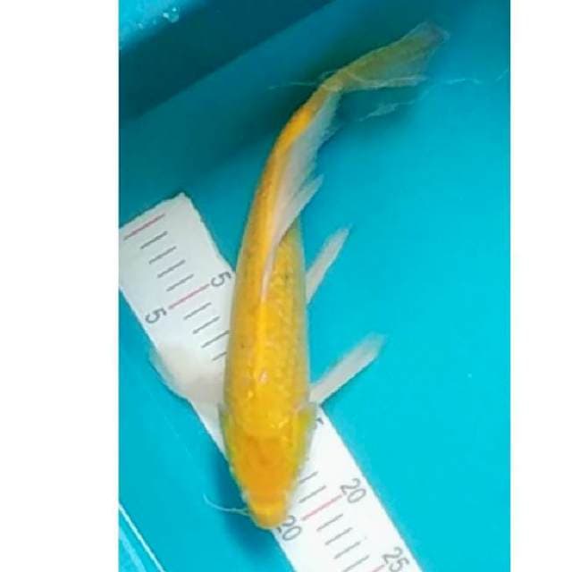 Kumpay Karashi 35cm